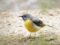 Grote gele kwikstaart  20250415  Langs de Mark zijn ook dit jaar weer grote gele kwikstaarten te vinden. Het is een vogel die zich bij snel stromend water ophoudt. Vooral bij vistrappen kun je hem vinden. De Mark geeft denk ik de grens aan van zijn verspreidingsgebied, meer naar het westen vind je hem niet, meer naar het oosten vaker. Veel zijn er niet in Nederland, denk aan minder dan 500 broedgevallen over heel het land. Ik vond deze keer zowel het mannetje als het vrouwtje. Het vrouwtje is lichter en ver