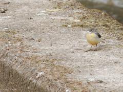 Grote gele kwikstaart  20250415  Langs de Mark zijn ook dit jaar weer grote gele kwikstaarten te vinden. Het is een vogel die zich bij snel stromend water ophoudt. Vooral bij vistrappen kun je hem vinden. De Mark geeft denk ik de grens aan van zijn verspreidingsgebied, meer naar het westen vind je hem niet, meer naar het oosten vaker. Veel zijn er niet in Nederland, denk aan minder dan 500 broedgevallen over heel het land. Ik vond deze keer zowel het mannetje als het vrouwtje. Het vrouwtje is lichter en ver