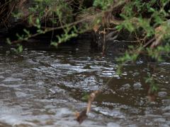 Grote gele kwikstaart  20250415  Langs de Mark zijn ook dit jaar weer grote gele kwikstaarten te vinden. Het is een vogel die zich bij snel stromend water ophoudt. Vooral bij vistrappen kun je hem vinden. De Mark geeft denk ik de grens aan van zijn verspreidingsgebied, meer naar het westen vind je hem niet, meer naar het oosten vaker. Veel zijn er niet in Nederland, denk aan minder dan 500 broedgevallen over heel het land. Ik vond deze keer zowel het mannetje als het vrouwtje. Het vrouwtje is lichter en ver