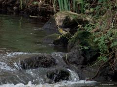 Grote gele kwikstaart  20250415  Langs de Mark zijn ook dit jaar weer grote gele kwikstaarten te vinden. Het is een vogel die zich bij snel stromend water ophoudt. Vooral bij vistrappen kun je hem vinden. De Mark geeft denk ik de grens aan van zijn verspreidingsgebied, meer naar het westen vind je hem niet, meer naar het oosten vaker. Veel zijn er niet in Nederland, denk aan minder dan 500 broedgevallen over heel het land. Ik vond deze keer zowel het mannetje als het vrouwtje. Het vrouwtje is lichter en ver