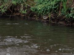Grote gele kwikstaart  20250415  Langs de Mark zijn ook dit jaar weer grote gele kwikstaarten te vinden. Het is een vogel die zich bij snel stromend water ophoudt. Vooral bij vistrappen kun je hem vinden. De Mark geeft denk ik de grens aan van zijn verspreidingsgebied, meer naar het westen vind je hem niet, meer naar het oosten vaker. Veel zijn er niet in Nederland, denk aan minder dan 500 broedgevallen over heel het land. Ik vond deze keer zowel het mannetje als het vrouwtje. Het vrouwtje is lichter en ver