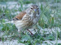 Kneu  20250420  Dit stelletje kneu's zag ik op een strandje bij de Philipsdam. Gelukkig in de schaduw van een windmolen waardoor felle contrasten door het zonlicht achterwegen bleven. Het verschil tussen man en vrouw is overduidelijk. Man laat rode tinten op de borst zien, vrouw laat daar geen rood zien maar streepjes en vlekjes.