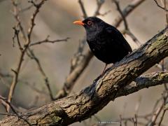 Merel  20250409  Niet alleen in een tuin tref je de merel aan maar zeker ook in een bos. Op dit moment zijn of komen de mannetjes weer volledig op kleur. Klinkt overdreven want zoveel kleur zie je niet aan hem. Maar voor de snavel en oogring geldt dat wel. Is die ene nu een vrouwtje of een mannetje nog niet op kleur?