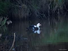 Muskuseend  20250311  Gisterenmorgen ging ik in Meer kijken bij De Mark. Zou daar wellicht de grote gele kwikstaart te zien zijn. Nee dus, die vogel niet gezien. Wel kwam er een grote eend aanvliegen die ik in De Mark zag landen. Kon er enkele foto's van maken. Het bleek een gedomesticeerde vorm van de wilde muskuseend te zijn. Kwam oorspronkelijk uit Zuid- en Midden-Amerika. De soort is vrij zeldzaam bij ons. Ik lees op internet: Rode lijst; Broedpopulatie, 50-100; Geschat maximum winter, 300-600; Geschat 