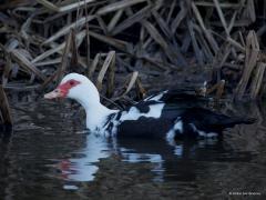 Muskuseend  20250311  Gisterenmorgen ging ik in Meer kijken bij De Mark. Zou daar wellicht de grote gele kwikstaart te zien zijn. Nee dus, die vogel niet gezien. Wel kwam er een grote eend aanvliegen die ik in De Mark zag landen. Kon er enkele foto's van maken. Het bleek een gedomesticeerde vorm van de wilde muskuseend te zijn. Kwam oorspronkelijk uit Zuid- en Midden-Amerika. De soort is vrij zeldzaam bij ons. Ik lees op internet: Rode lijst; Broedpopulatie, 50-100; Geschat maximum winter, 300-600; Geschat 