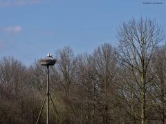 Ooievaar  20250317  Breda Schipperspad