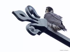 Slechtvalk  20250410  Alphen