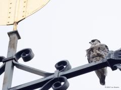 Slechtvalk  20250410  Vanmorgen nog eens naar de kerk in Alphen geweest. Helemaal in het topje, bij die andere vogel, de windhaan, die kennelijk in 2008 door A.Rombout is opgeknapt, zat een slechtvalk te rusten. Heb een rondje rond de toren gelopen. Frappant is dat de valk je toch volgt, ook wanneer je achter hem staat. Nummer twee zat waarschijnlijk in de nestkast?
