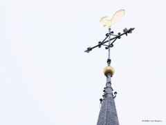 Slechtvalk  20250410  Vanmorgen nog eens naar de kerk in Alphen geweest. Helemaal in het topje, bij die andere vogel, de windhaan, die kennelijk in 2008 door A.Rombout is opgeknapt, zat een slechtvalk te rusten. Heb een rondje rond de toren gelopen. Frappant is dat de valk je toch volgt, ook wanneer je achter hem staat. Nummer twee zat waarschijnlijk in de nestkast?