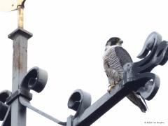 Slechtvalk  20250410  Alphen