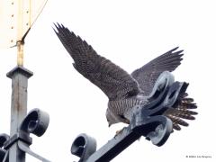 Slechtvalk  20250410  Alphen