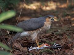 Sperwer  20250325  Tuin