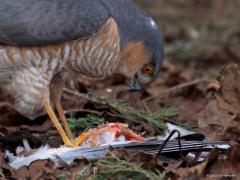 Sperwer  20250325  Tuin