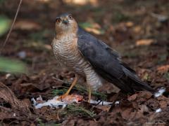 Sperwer  20250325  Tuin