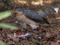 Sperwer  20250325  Tuin