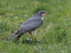 Sperwer  20250325  Tuin