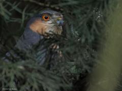 Sperwer  20250407  De sperwer liet zich nog een keer zien in mijn tuin. Vanuit de kamer kon ik hem op het gazon door de ruit vastleggen. Ging voorzichtig naar buiten. Het best wel kleine maar mooie mannetje vloog toen op en ging in een conifeer zitten. Daar kon ik zijn scherpe blik nog in mijn vizier krijgen.