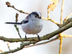 Staartmees  20250309  Nu, in maart, zijn de meeste staartmeesjes in ons land. En wie wordt nu niet vrolijk van dit leuke vogeltje! De aantallen hier zijn minder groot dan dat ik dacht. Nu ongeveer 100.000 lees ik en straks ongeveer 25.000 broedpaartjes. De volwassen langstaartjes hebben een gele oogring, de jongen straks beginnen de eerste maanden met een rood bruine oogring.