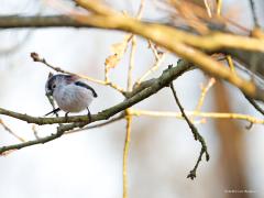 Staartmees  20250309  Nu, in maart, zijn de meeste staartmeesjes in ons land. En wie wordt nu niet vrolijk van dit leuke vogeltje! De aantallen hier zijn minder groot dan dat ik dacht. Nu ongeveer 100.000 lees ik en straks ongeveer 25.000 broedpaartjes. De volwassen langstaartjes hebben een gele oogring, de jongen straks beginnen de eerste maanden met een rood bruine oogring.