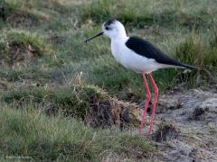 Steltkluut  20250416  Maandag was ik al vroeg in Zeeland bij de Oosterschelde. Dat loonde want ik kon er steltkluten zien. Wat een bijzondere steltloper is dat. Met zulke extreem lange stelten mag je jezelf inderdaad wel steltloper noemen. Mannetjes vertonen in de regel meer zwart dan vrouwtjes. Je ziet ze niet veel, de laatste paar jaar lijken er wat meer onze kant op te komen maar denk aan heel kleine aantallen. Er foto's van maken valt nog niet mee omdat ze zo beweeglijk zijn. Zijn ze voedsel aan het zoe