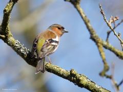 Vink  20250320  Oude Buisse Heide