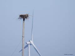 Visarend  20250412  Philipsdam