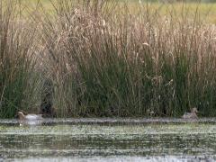 Zomertaling  20250322  De Matjens