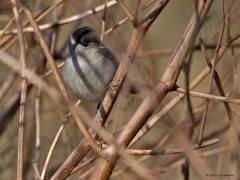 Zwartkop  20250327  De Matjens