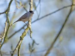 Zwartkop  20250327  De Matjens