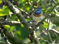 Blauwborst  20250516  Vaak tref je een blauwborst aan daar waar wat water en riet te vinden is. Ook deze trof ik aan bij een flinke sloot waarlangs riet stond maar ook her en der een struik c.q. boom zoals wilg of els. Daarin willen ze ook wel even gaan zitten maar zijn ze niet altijd makkelijk goed te vinden en vast te leggen.