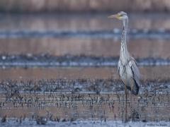 Blauwe Reiger  20250506  Een foto hoeft niet veel kleuren te bevatten om sfeervol te zijn meen ik. Wil je detail van een vogel laten zien dan breng je de vogel groot in beeld. Maar meer ruimte om de vogel, meer omgeving, doet niet altijd veel afbreuk aan een foto. Zeker niet als er een spiegelbeeld in beeld komt.