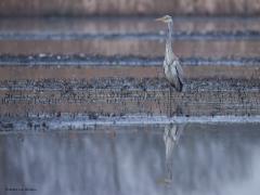 Blauwe Reiger  20250506  Een foto hoeft niet veel kleuren te bevatten om sfeervol te zijn meen ik. Wil je detail van een vogel laten zien dan breng je de vogel groot in beeld. Maar meer ruimte om de vogel, meer omgeving, doet niet altijd veel afbreuk aan een foto. Zeker niet als er een spiegelbeeld in beeld komt.