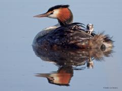 Fuut  20250429  Nog geen mei en toch al veel opgeschoten kleuters in de natuur. Bij die o zo mooie fuut mag het kroost lekker mee varen op ma's of pa's rug. Nog klein zijn ze maar al zo alert. Moet heerlijk zijn zo met drieën tussen die zachte warme veren. Toch zeker op een zonnige ochtend zoals hier.