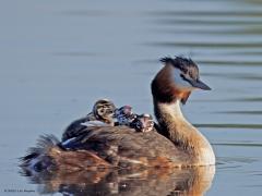 Fuut  20250429  Nog geen mei en toch al veel opgeschoten kleuters in de natuur. Bij die o zo mooie fuut mag het kroost lekker mee varen op ma's of pa's rug. Nog klein zijn ze maar al zo alert. Moet heerlijk zijn zo met drieën tussen die zachte warme veren. Toch zeker op een zonnige ochtend zoals hier.