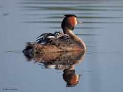 Fuut  20250429  Nog geen mei en toch al veel opgeschoten kleuters in de natuur. Bij die o zo mooie fuut mag het kroost lekker mee varen op ma's of pa's rug. Nog klein zijn ze maar al zo alert. Moet heerlijk zijn zo met drieën tussen die zachte warme veren. Toch zeker op een zonnige ochtend zoals hier.
