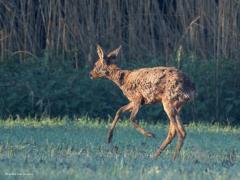 Ree  20250501  Ik was vanmorgen al best vroeg buiten. Kwam een ree tegen die niet meer blij was met de winterjas. Snap dat wel, te warm en bovendien is het geen gezicht. Het kost heel wat gepluk om die dikke wintervacht geheel kwijt te raken.