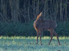 Ree  20250501  Ik was vanmorgen al best vroeg buiten. Kwam een ree tegen die niet meer blij was met de winterjas. Snap dat wel, te warm en bovendien is het geen gezicht. Het kost heel wat gepluk om die dikke wintervacht geheel kwijt te raken.
