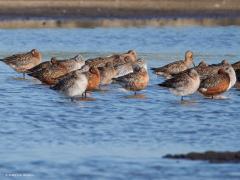 Rosse grutto  20250519  Nu zijn er nog flink wat rosse grutto's in ons land, zoals hier bij de Oesterdam. Verder het land in zul je ze niet aantreffen. De mannetjes kunnen nu diep donker roodbruin zijn, de vrouwtjes meer gewoon grijs. Over enkele dagen zullen de meeste weer weg getrokken zijn.