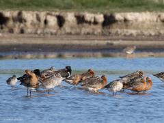 Rosse grutto  20250519  Nu zijn er nog flink wat rosse grutto's in ons land, zoals hier bij de Oesterdam. Verder het land in zul je ze niet aantreffen. De mannetjes kunnen nu diep donker roodbruin zijn, de vrouwtjes meer gewoon grijs. Over enkele dagen zullen de meeste weer weg getrokken zijn.
