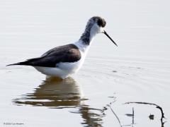 Steltkluut  20250513  Als je deze vogel in het water voedsel ziet zoeken denk je wellicht dat het water niet erg diep is. Dat klopt wel maar toch is het dieper dan je denkt. Dat begrijp je als de vogel een stap zet en zijn enkel laat zien. Wat een stelten moeten dat zijn zul je denken. Nou, de grootste stelten die er in ons land te zien zijn. Want dat record houdt de mooie steltkluut.