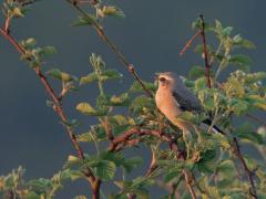 Tapuit  20250501  Een tapuit in een bramenstruik, dat zie je niet zo vaak, meestal vind je de vogel op de grond. De zon was hier in de ochtend nog maar net tevoorschijn gekomen. Dat geeft een nog wat rode belichting en daardoor zijn de kleuren van de tapuit niet alledaags.
