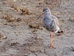 Zwarte Ruiter  20250503  Zwarte Ruiters zijn hoofdzakelijk aanwezig tijdens de doortrek. De voorjaarstrek piekt tussen eind april en eind mei. De najaarstrek begint soms al half juni en houdt aan tot in september. Zwarte Ruiters kun je af en toe in het binnenland tegen komen maar de meeste zie je bij de Waddenzee of in Zeeland bijvoorbeeld bij de Oosterschelde. Kenmerkend is de rode ondersnavel. De meeste zijn niet zwart maar geheel zwart gekleurde exemplaren zijn er wel degelijk.