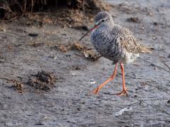 Zwarte Ruiter  20250503  Zwarte Ruiters zijn hoofdzakelijk aanwezig tijdens de doortrek. De voorjaarstrek piekt tussen eind april en eind mei. De najaarstrek begint soms al half juni en houdt aan tot in september. Zwarte Ruiters kun je af en toe in het binnenland tegen komen maar de meeste zie je bij de Waddenzee of in Zeeland bijvoorbeeld bij de Oosterschelde. Kenmerkend is de rode ondersnavel. De meeste zijn niet zwart maar geheel zwart gekleurde exemplaren zijn er wel degelijk.