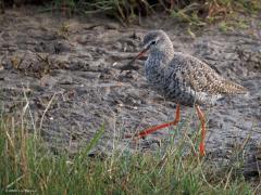 Zwarte Ruiter  20250503  Zwarte Ruiters zijn hoofdzakelijk aanwezig tijdens de doortrek. De voorjaarstrek piekt tussen eind april en eind mei. De najaarstrek begint soms al half juni en houdt aan tot in september. Zwarte Ruiters kun je af en toe in het binnenland tegen komen maar de meeste zie je bij de Waddenzee of in Zeeland bijvoorbeeld bij de Oosterschelde. Kenmerkend is de rode ondersnavel. De meeste zijn niet zwart maar geheel zwart gekleurde exemplaren zijn er wel degelijk.