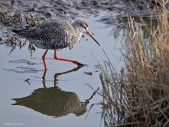 Zwarte Ruiter  20250507  Een zwarte ruiter is een steltloper die niet bang is om eventueel een nat pak te halen. In wat dieper water wordt ook voedsel gezocht. En zo nodig wordt naar een beter plekje gewaad.