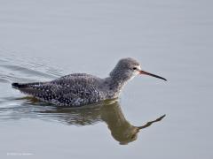 Zwarte Ruiter  20250507  Een zwarte ruiter is een steltloper die niet bang is om eventueel een nat pak te halen. In wat dieper water wordt ook voedsel gezocht. En zo nodig wordt naar een beter plekje gewaad.