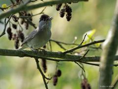 Zwartkop  20250511  De zwartkop is een drukke en gewaardeerde zanger in onze tuinen en bossen. Het mannetje heeft inderdaad een zwart petje op zijn kop, dus die naam zwartkop past hem wel. Anders is dat bij het vrouwtje. Die heeft een rood bruin petje op.