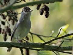 Zwartkop  20250511  De zwartkop is een drukke en gewaardeerde zanger in onze tuinen en bossen. Het mannetje heeft inderdaad een zwart petje op zijn kop, dus die naam zwartkop past hem wel. Anders is dat bij het vrouwtje. Die heeft een rood bruin petje op.