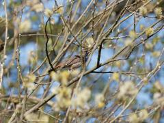Blauwborst  20250427  Ze zitten graag in ontluikende wilgenstruiken. Dat geeft een van de mooiste settings voor deze op zich al hele leuke zangvogel. En zingen kan ie ook heel mooi. Dit exemplaar laat heel duidelijk de witte vlek zien in de blauwe borst.
