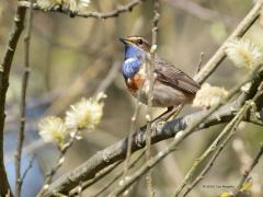 Blauwborst  20250427  Ze zitten graag in ontluikende wilgenstruiken. Dat geeft een van de mooiste settings voor deze op zich al hele leuke zangvogel. En zingen kan ie ook heel mooi. Dit exemplaar laat heel duidelijk de witte vlek zien in de blauwe borst.